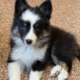 Sweetheart - Tri-color female Pomsky puppy in Magnolia, Texas from Solace Shelties and Pomskies