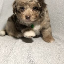 Aussiedoodle Puppies from Ohana Companions