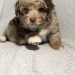Aussiedoodle Puppies from Ohana Companions