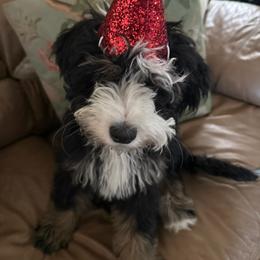 Bernedoodle and Goldendoodle Puppies from Donnas Deluxe Doodles LLC