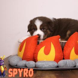 Australian Shepherd Puppies from Starlit Grove Australian Shepherds