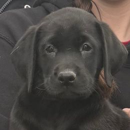 Clarice - Labrador Retriever puppy from Long Valley Labradors