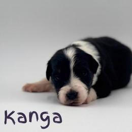 Kanga - Black tri female Miniature American Shepherd puppy in Tremonton, Utah from Azure Sky Minis