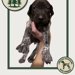 Timber - Liver roan male German Shorthaired Pointer puppy in Dallas, Texas from Lonestar Shorthairs