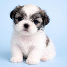 Keaton - Tricolor male Shih Tzu puppy in Tallahassee, Florida from Bows and Bow Ties