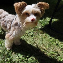Dipper - Yorkshire Terrier