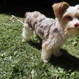 Dipper - Yorkshire Terrier