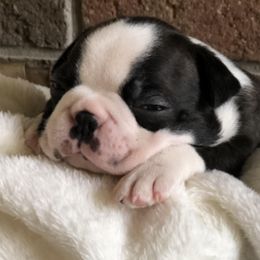 Boston Terriers from True North Bostons