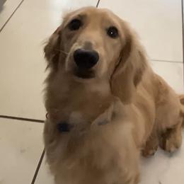 Woody - Dachshund