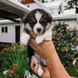 Yasmine - Black and tan female Pembroke Welsh Corgi puppy in Coleman, Michigan from Salt Creek Farm Dogs