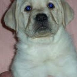 Labrador Retriever Puppies from DNR Labrador Retrievers