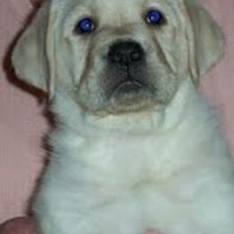 Labrador Retriever Puppies from DNR Labrador Retrievers