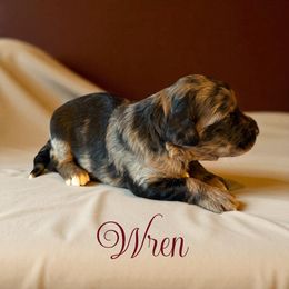 Wren - Blue merle female Aussiedoodle puppy in Ellenburg Depot, New York from K&S Country Kennels