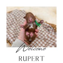 Rupert - Red  male Goldendoodle puppy in New Harmony, Indiana from Cottonwood Farms