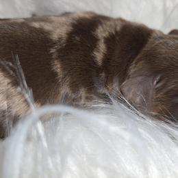 Chocolate dapple female - Dapple female Dachshund puppy in St. Agatha, Maine from Spruce Valley Miniature Dachshunds & Boston Terriers