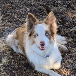 Kai - Border Collie