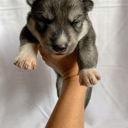 Siberian Husky Puppies from SoFlo Siberians