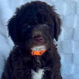 ROCKY - Chocolate male Goldendoodle puppy in Maricopa, Arizona from AZ Designer Goldendoodles