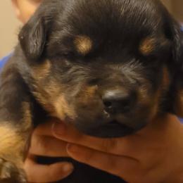 Rottweilers from Brickcity Rottweiler