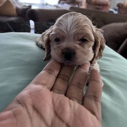 Girl 3 - Cocker Spaniel puppy in Brownsville, Texas from Carino's Cocker Kennel