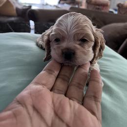 Girl 3 - Cocker Spaniel puppy in Brownsville, Texas from Carino's Cocker Kennel