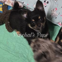 Gummy - Black and tan male Chihuahua puppy in Bowdon, Georgia from Paschal's Pups