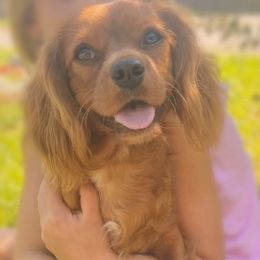 Penny - Cavalier King Charles Spaniel