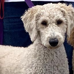 Goldendoodles and Labradoodles from Charlie’s Poodles & Doodles
