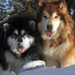 Alaskan Malamute puppies from Snowlion Alaskan Malamutes