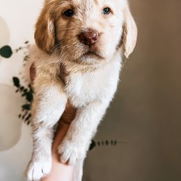 Labradoodle, Poodle, and Sheepadoodle Puppies from E-I Farms