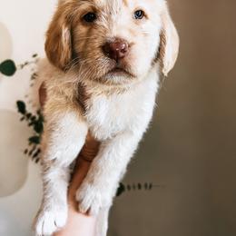 Labradoodle, Poodle, and Sheepadoodle Puppies from E-I Farms