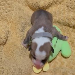 AKC Grey Cactus - Red male Pembroke Welsh Corgi puppy in Summerfield, Florida from Promise Land Farm