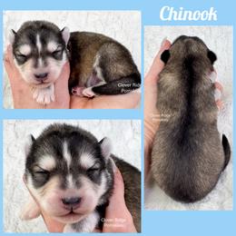 Chinook - Black and white male Pomsky puppy in Sheffield, Iowa from Clover Ridge Pomskies