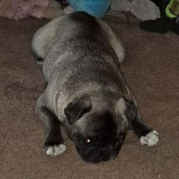 This is mom NOT the white boy - White male Pug puppy in Elma, Washington from Kismet Kennels, Exclusively Pugs