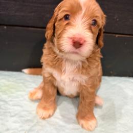 Snoozer - Caramel red male Australian Labradoodle puppy in Alamo, Texas from QuiSal Labradoodles