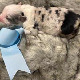 Rex - Blue merle male Australian Shepherd puppy in Harrison, Arkansas from Von Struve Australian Shepherds