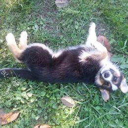 German Shepherd Puppies from Rain's Legacy German Shepherds