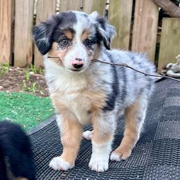 Bow (AKC and ASDR) - Blue merle male Miniature American Shepherd puppy in Stockton, Missouri from Kizmit Farmz