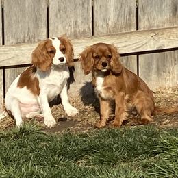 Cavalier King Charles Spaniel Puppies from Sunflower Cavaliers