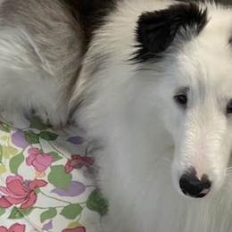 Shetland Sheepdogs from Crown Dreams Shetland Sheepdogs