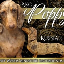 POPPY (RUSSIAN) - Dachshund