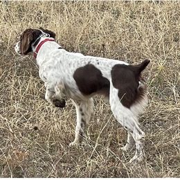 Spike - Brittany