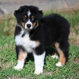 Boy 2 - Black tri-color male Australian Shepherd puppy in Rochester, Massachusetts from Clover Creek Aussies