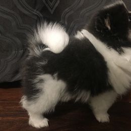 Pomeranian Puppies from Summer Set Pomeranians