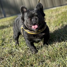 French Bulldog Puppies from Xklusive frenchies