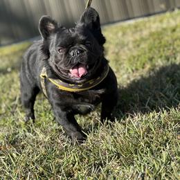 French Bulldog Puppies from Xklusive frenchies