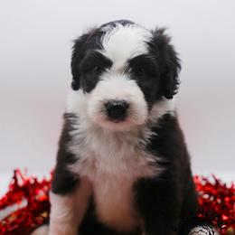 Eloise Bridgerton - Black and white female Sheepadoodle puppy in Edmond, Oklahoma from Rock N Roll Doodles