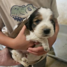 Chase - Orange and white male English Springer Spaniel puppy in Coxs Creek, Kentucky from Bluegrass Bend English Springer Spaniels