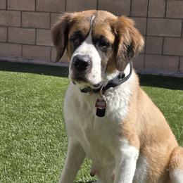 Saint Berdoodles and Saint Bernards from Jacqualyn Bramlett