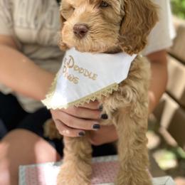Australian Labradoodle Puppies from Pixie Doodle Paws